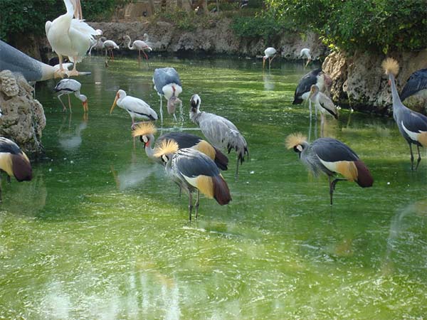 پرندگان در دریاچه ی باغ پرندگان کیش